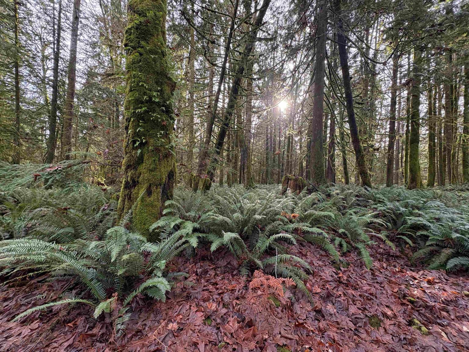 Listing Image 18