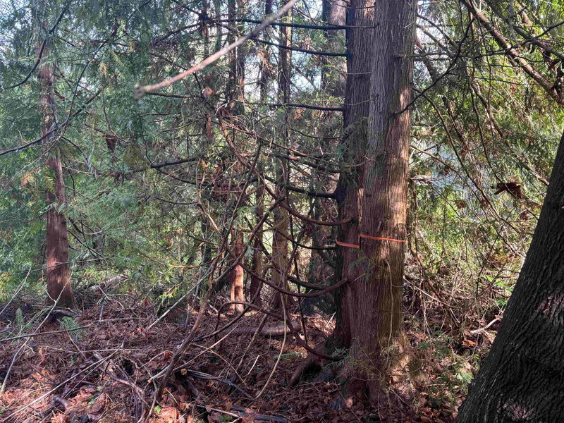 LOT 39 Sandy Hook Road, Sechelt, V0N 3A7 | Image 2