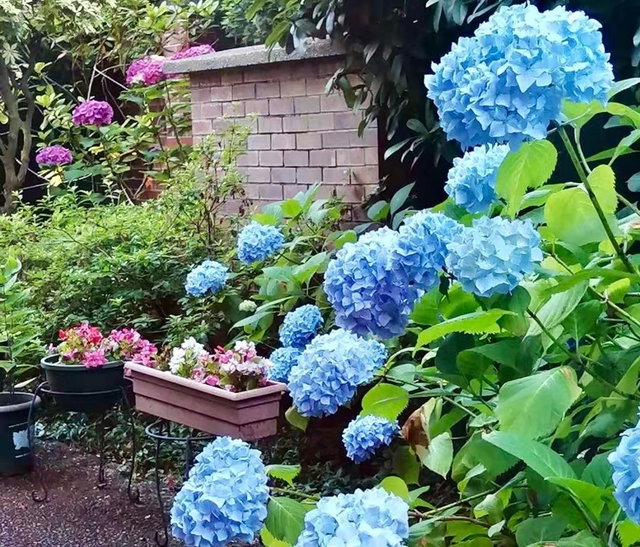 101 - 7231 Antrim Avenue