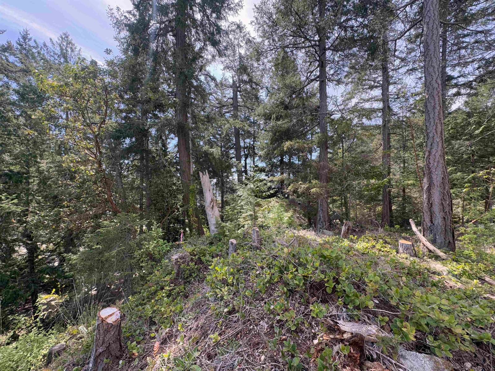 Listing Image 17