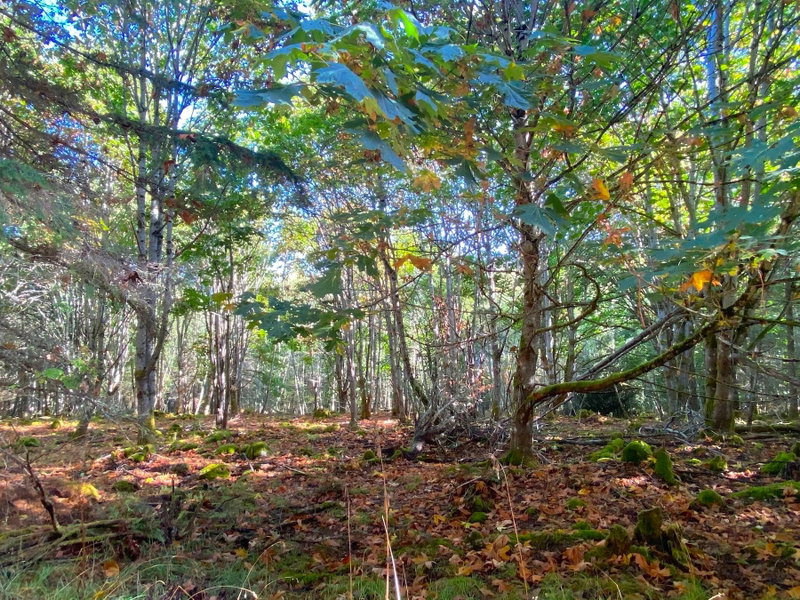 lot 17 Bodega Beach Drive