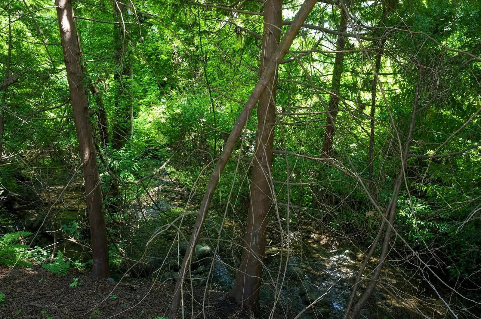 Listing Image 37