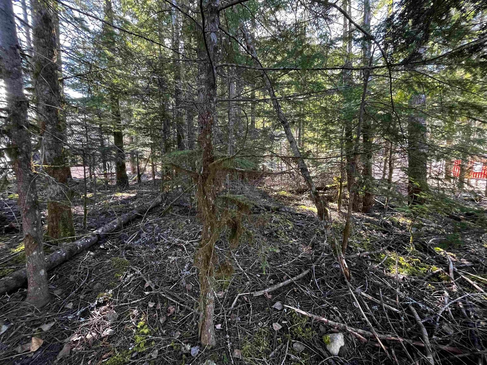 Listing Image 5