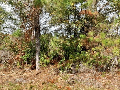 OHIO Road, North Port, FL, 34291 — photo 2