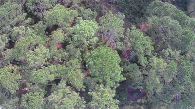 105 PINE CONE Drive, Georgetown, FL, 32139 — photo 2