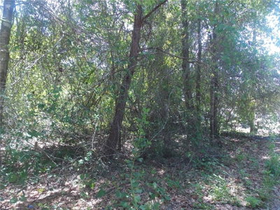 Lots 7-13 PINE Street, Paisley, FL, 32767 — photo 2