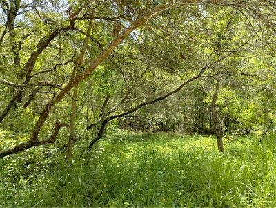 DOGWOOD Way, Lady Lake, FL, 32159 — photo 2
