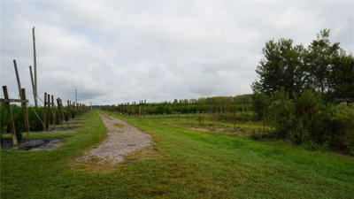 DOUGLAS Road, Groveland, FL, 34736 — photo 2