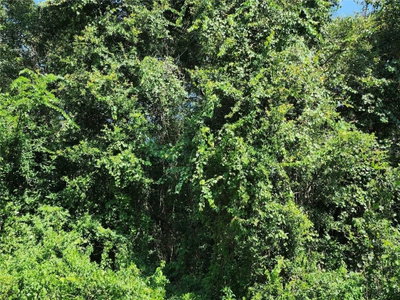 ORCHID Avenue, Keystone Heights, FL, 32656 — photo 2