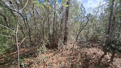 FISHER RUN, Ocklawaha, FL, 32183 — photo 2