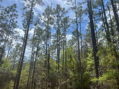 181 WHIRLWIND Loop, Hawthorne, FL, 32640 — photo 2