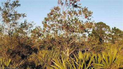 625 RANGE Drive, Lorida, FL, 33857 — photo 2
