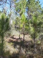 SALYERS Road, Clermont, FL, 34714 — photo 2