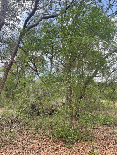 JUNIPER Street, Lady Lake, FL, 32159 — photo 2