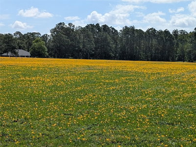 GREEN SWAMP Road, Clermont, FL, 34714 — photo 2