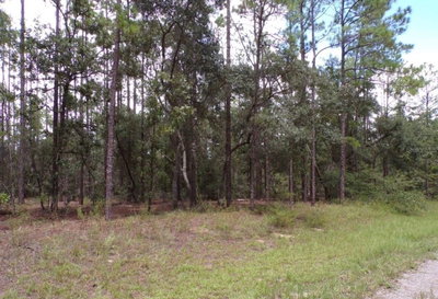 6501 WINLOCK Terrace, Dunnellon, FL, 34433 — photo 2