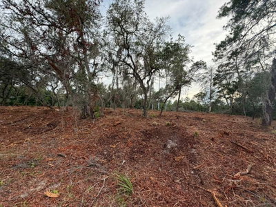SEQUOIA Trail, Ocklawaha, FL, 32179 — photo 2