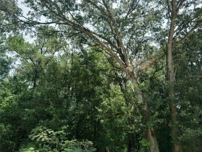 108TH Terrace, Morriston, FL, 32668 — photo 2