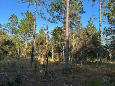 TBD 148 Terrace, Williston, FL, 32696 — photo 2