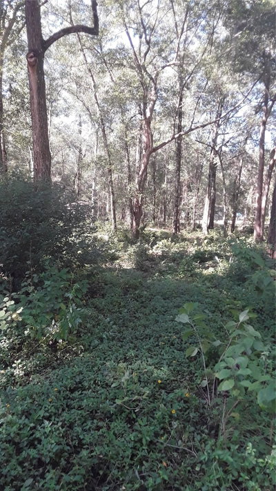 5314 CUCUMBER Street, Sebring, FL, 33875 — photo 2