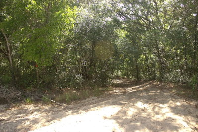 REDBUD Road, Lady Lake, FL, 32159 — photo 2