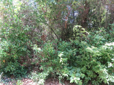 00 142 Place, Summerfield, FL, 34491 — photo 2