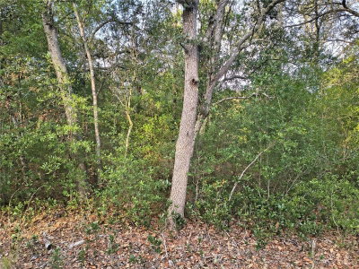 8821 97TH Court, Bronson, FL, 32621 — photo 2