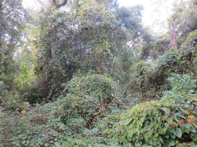 174TH Court, Silver Springs, FL, 34488 — photo 2