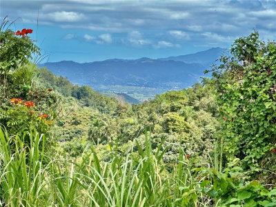 ROAD 785 KM.HM 4 BARRIO CAGUITAS, Aguas Buenas, PR, 00703 — photo 2
