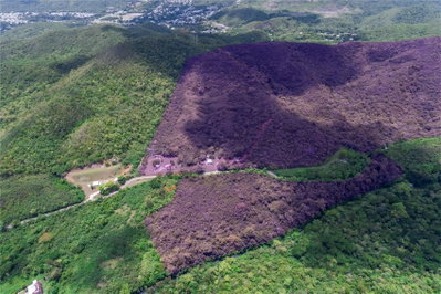 CARR 503, Ponce, PR, 00715 — photo 2