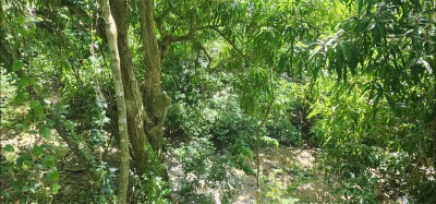 Carr. 412, Km.  CALLE PASCUAL NIEVES, BO. CALVACHE, Rincon, PR, 00677 — photo 2