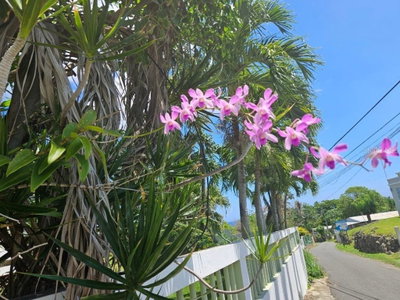 Car 2 R 485 K2  SECTOR BAJURA CAMUY, Camuy, PR, 00627 — photo 2