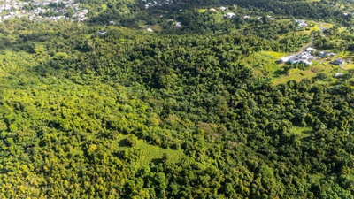 966 ZARZAL Road, Rio Grande, PR, 00745 — photo 2