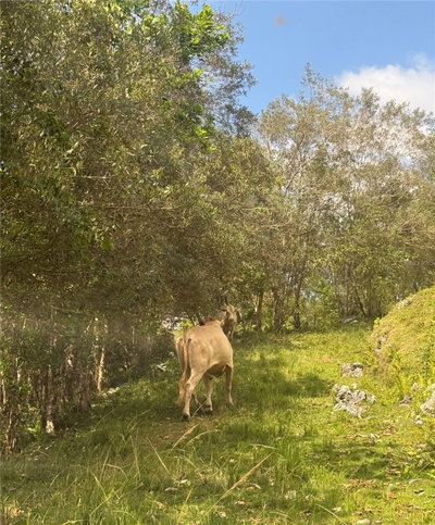 PR 6684 BUENA V KM HM 2.5, Morovis, PR, 00687 — photo 2