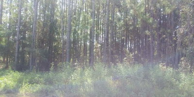 COMMONWEALTH Avenue, Polk City, FL, 33868 — photo 2