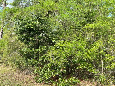 74TH Court, Chiefland, FL, 32626 — photo 2
