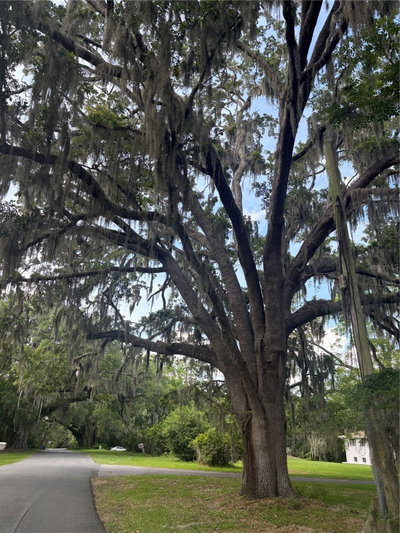 MILDRED Avenue, Brooksville, FL, 34601 — photo 2