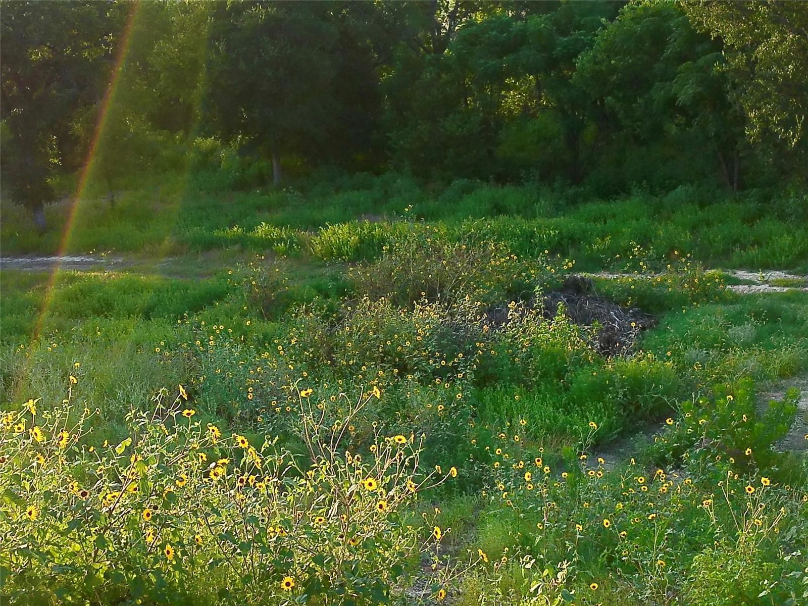 Photo 25