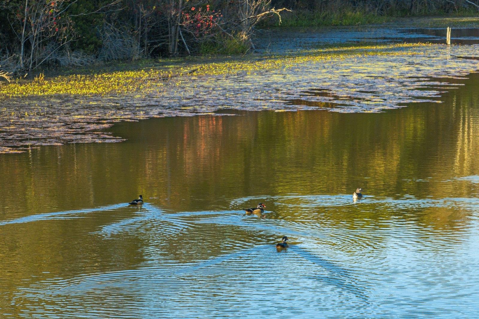 Photo 30