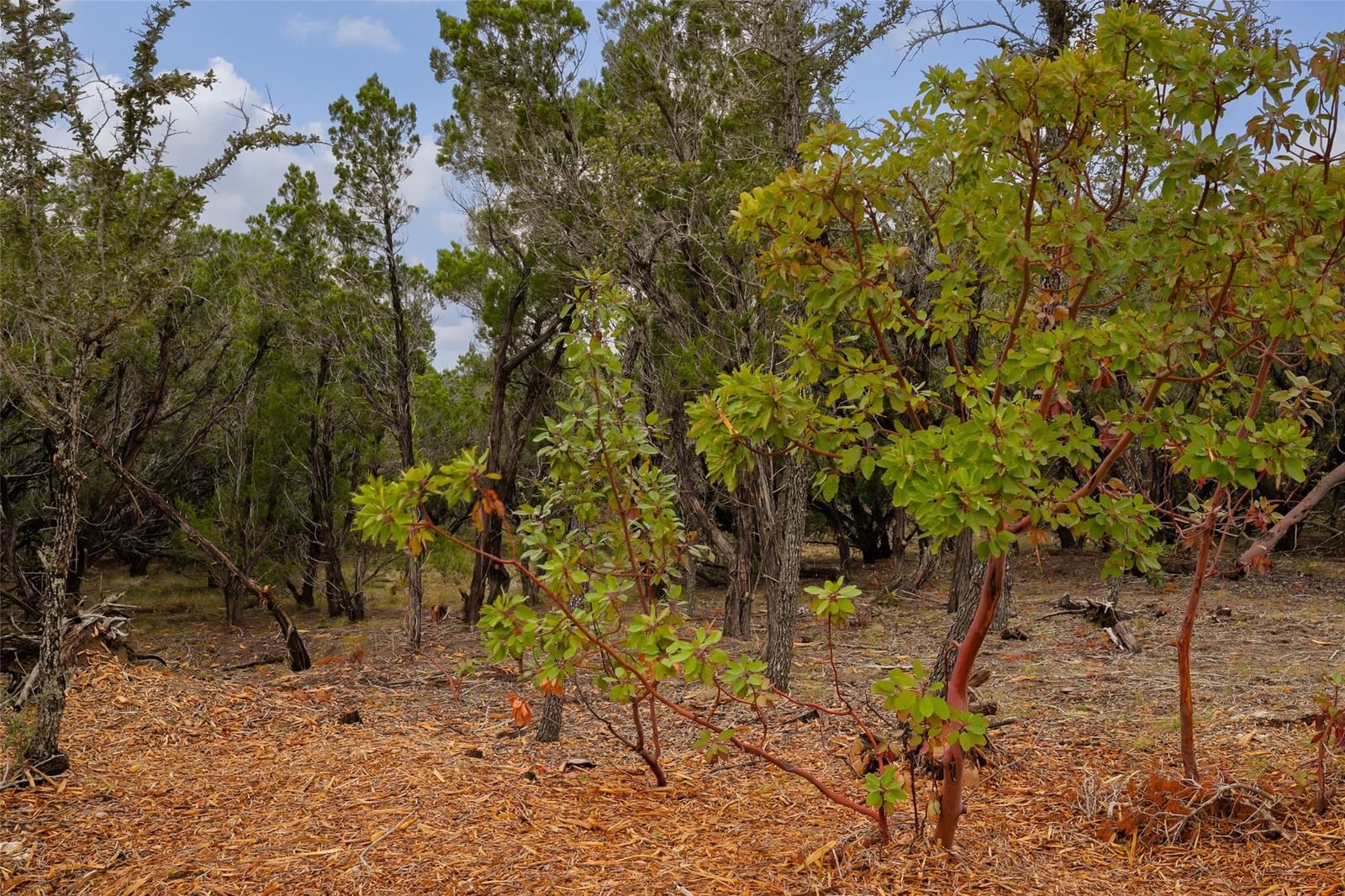 TBD Stagecoach Ranch LOOP - Photo 1