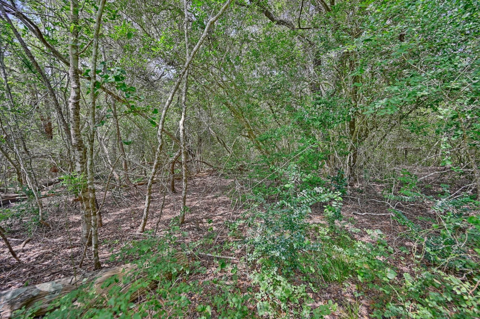 Photo 25