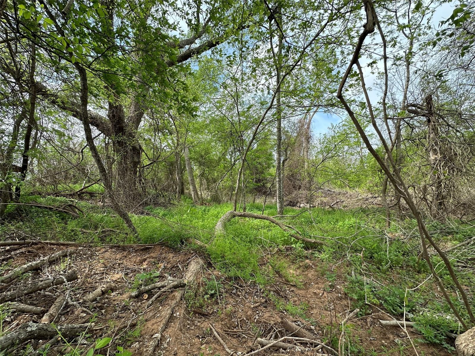 Photo 4