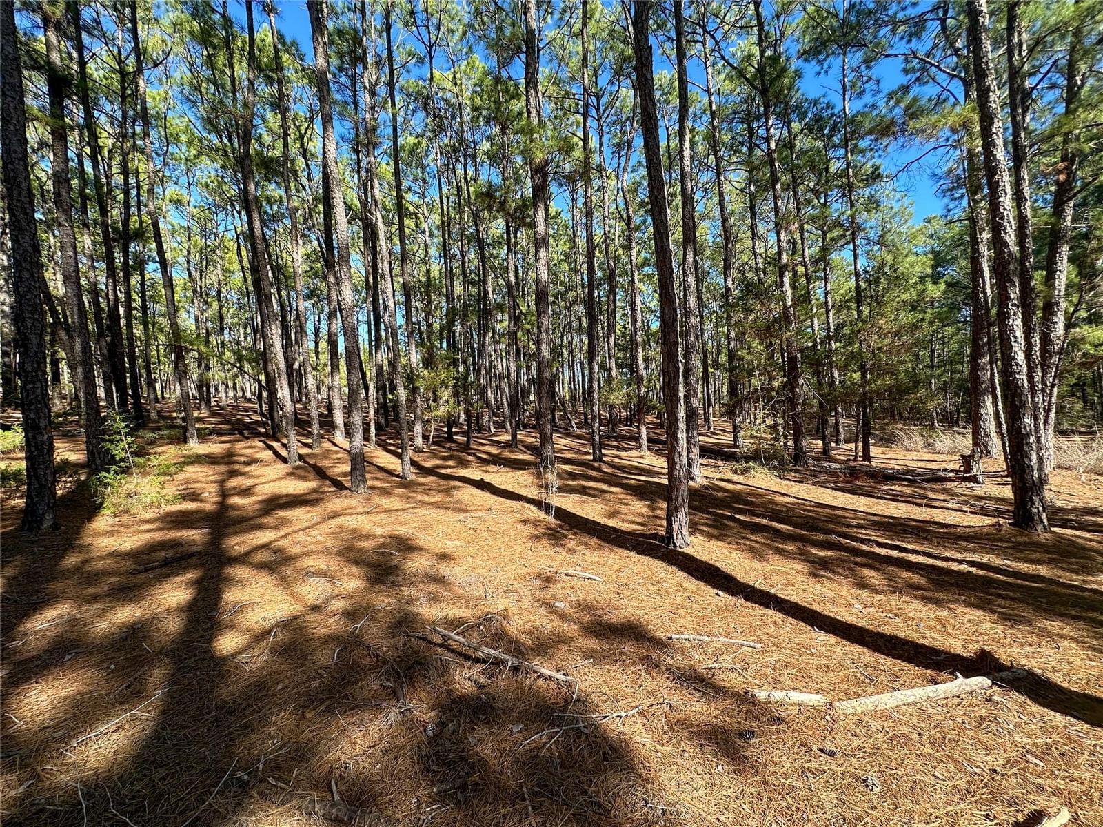 Lot 12 Hickory Ridge DR - Photo 1