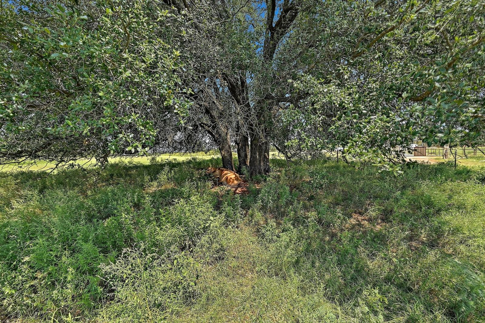 Photo 33