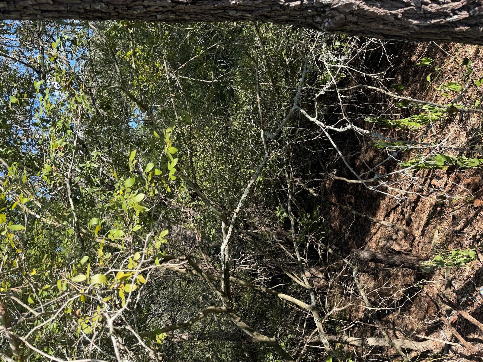 Lot 189 Kaelupulu DR - Photo 1