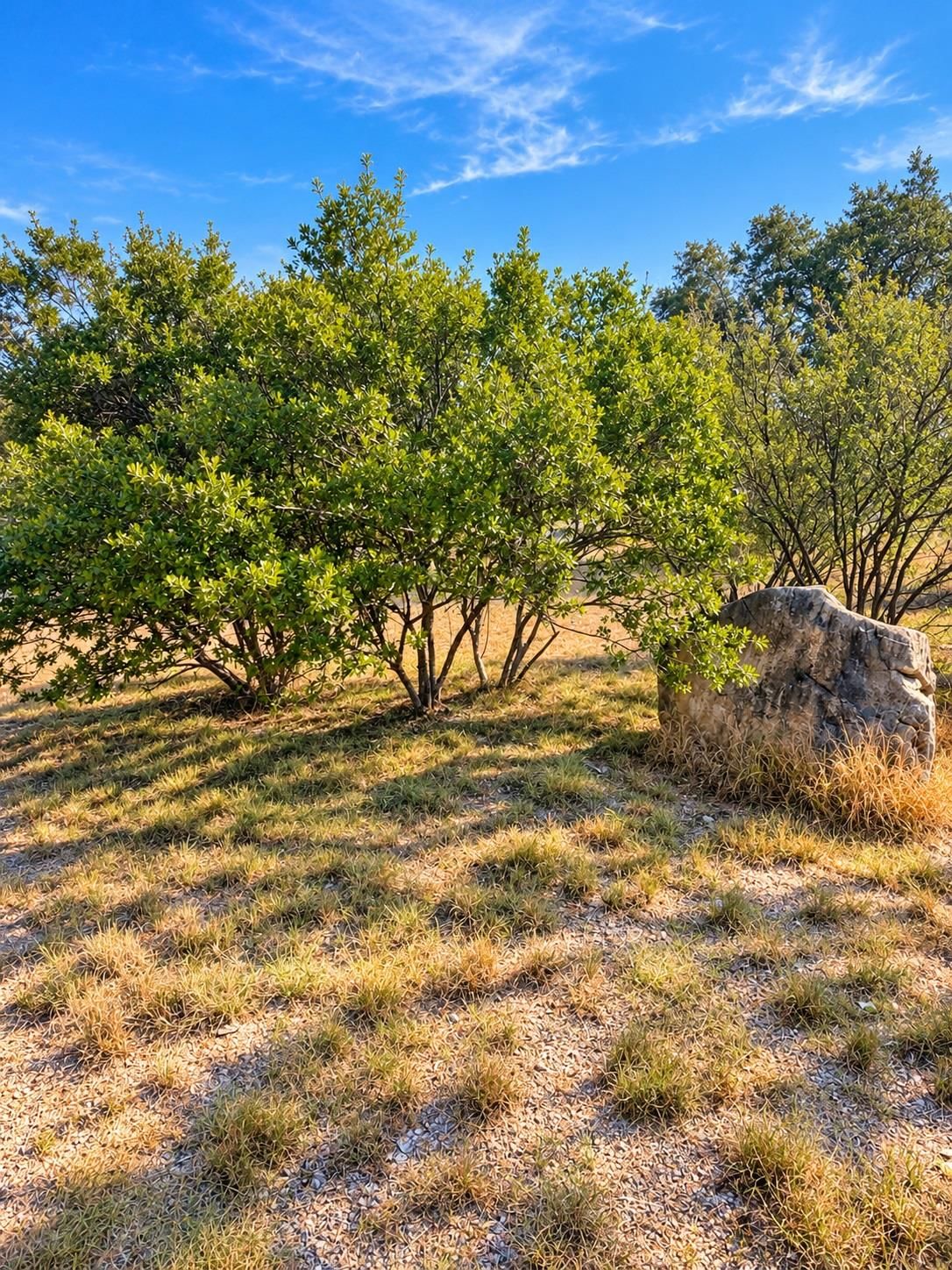 1701 Fox Foot - Photo 1