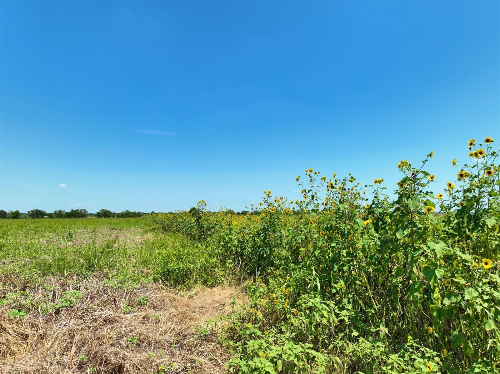 Lot 2 CR 142 RD - Photo 1